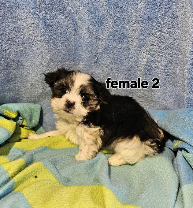 Maltese Shih Tzu