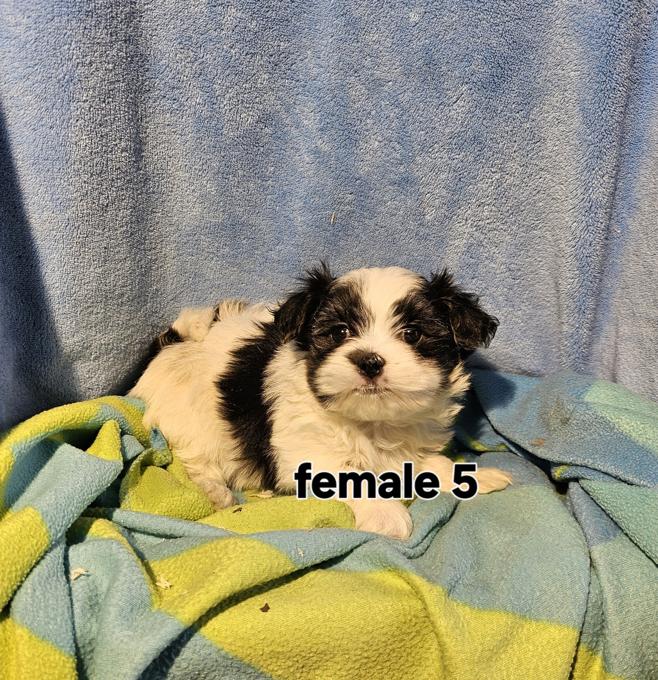 Maltese Shih Tzu