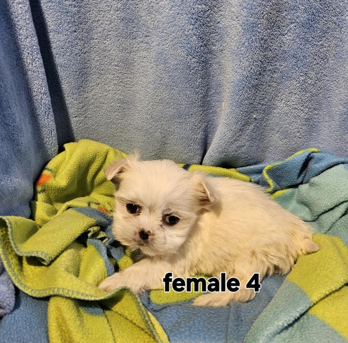 Maltese Shih Tzu