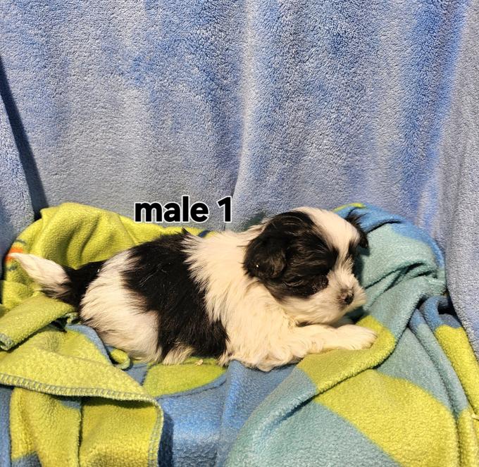 Maltese Shih Tzu