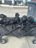 Standard poodle
