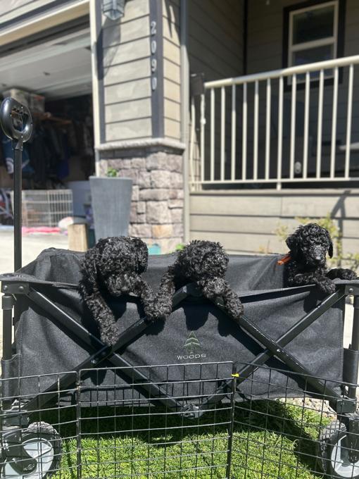 Standard poodle