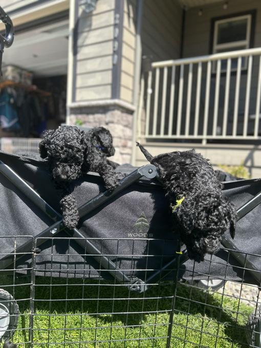 Standard poodle