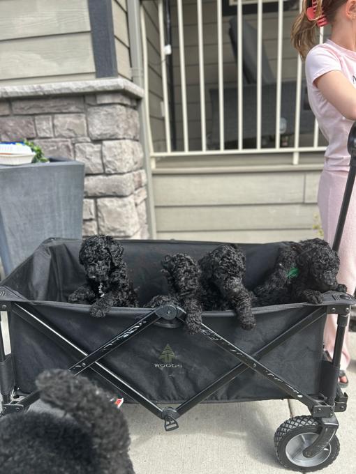Standard poodle