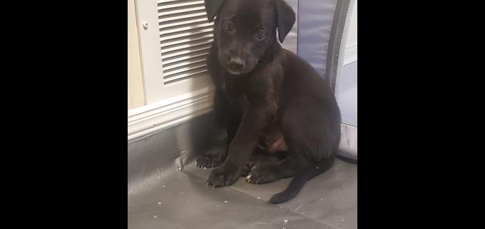 Malinois Dane mix