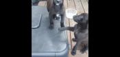 Malinois Dane mix