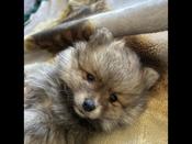 Pomeranian