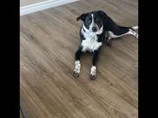Border Collie/ Lab