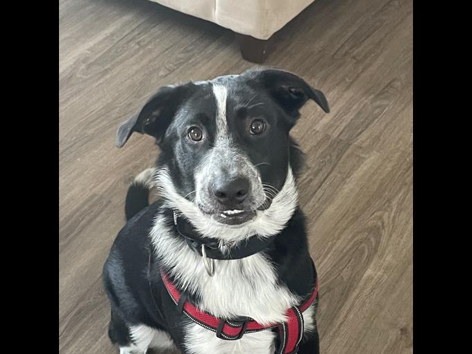 Border Collie/ Lab