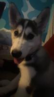 Siberian husky