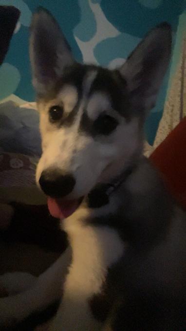 Siberian husky