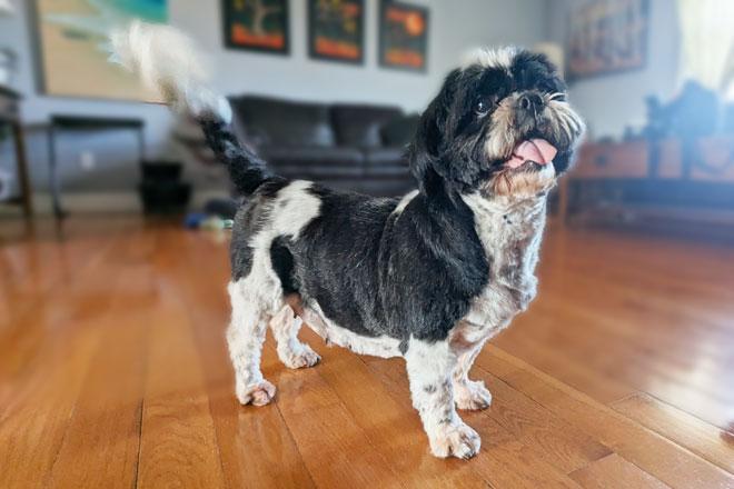 Shih Tzu