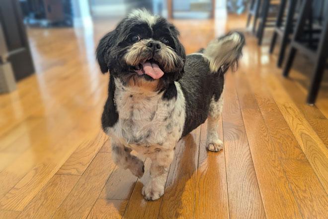 Shih Tzu