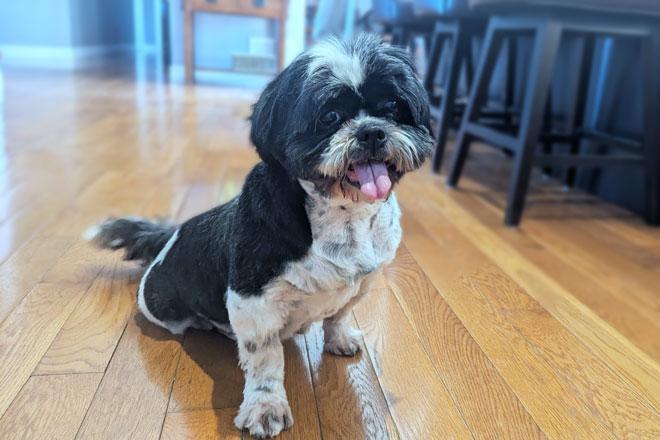 Shih Tzu