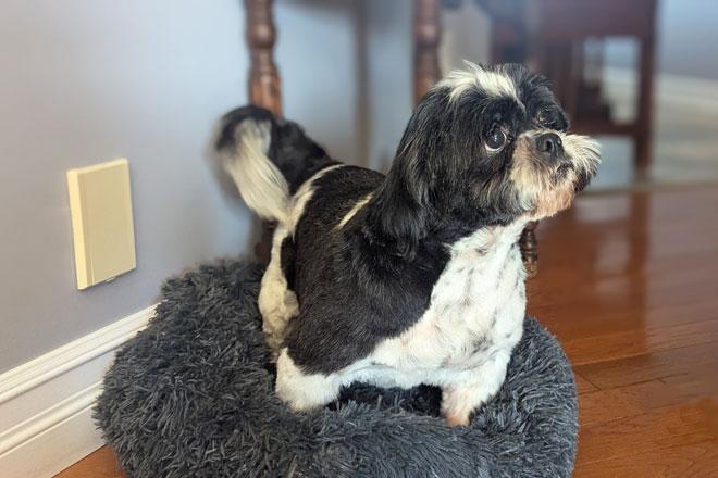 Shih Tzu