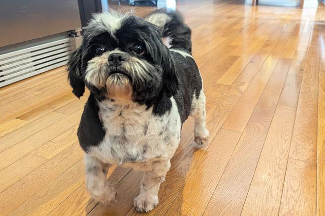 Shih Tzu