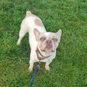 French bulldog