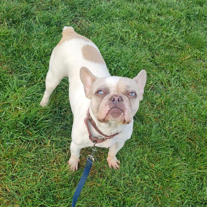 French bulldog
