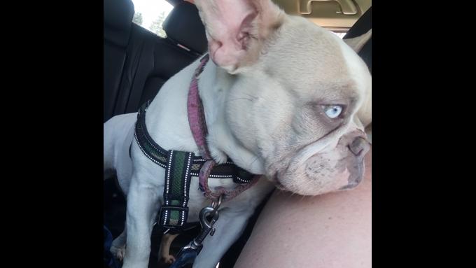 French bulldog