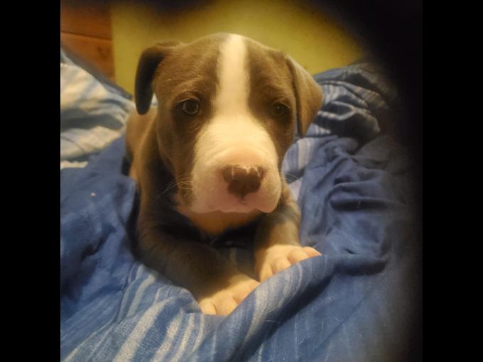 Pitbull