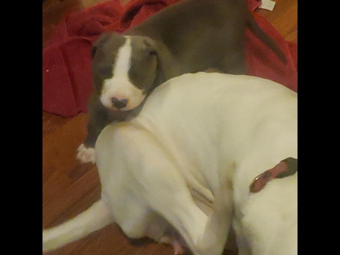 Pitbull