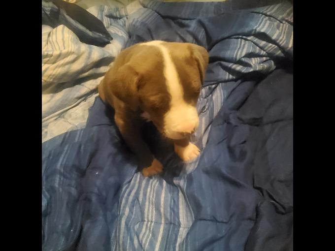 Pitbull