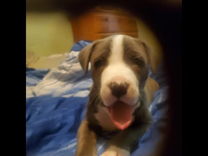 Pitbull