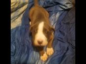 Pitbull