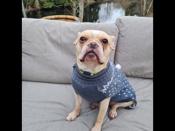 Frenchton