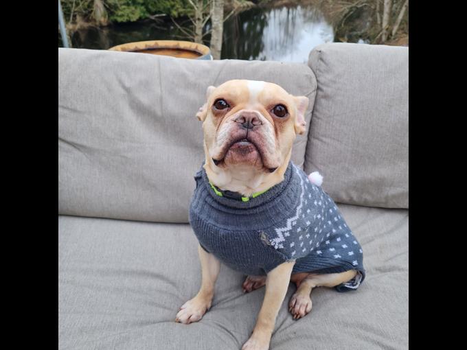 Frenchton