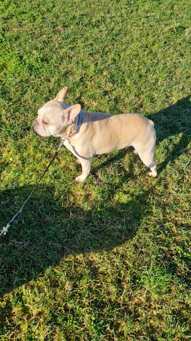 Frenchton