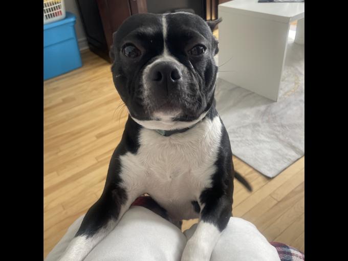 Boston Terrier