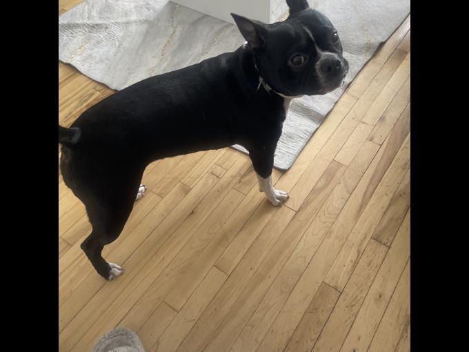 Boston Terrier