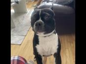 Boston Terrier