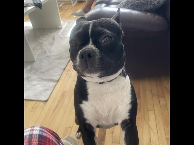 Boston Terrier