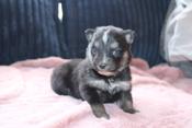 Pomsky