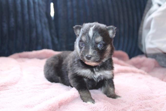 Pomsky