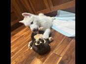 Laika