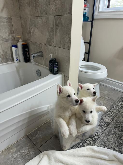Laika