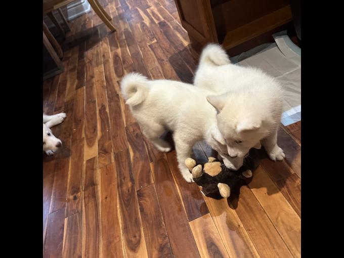 Laika