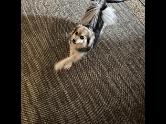 Pomeranian female
