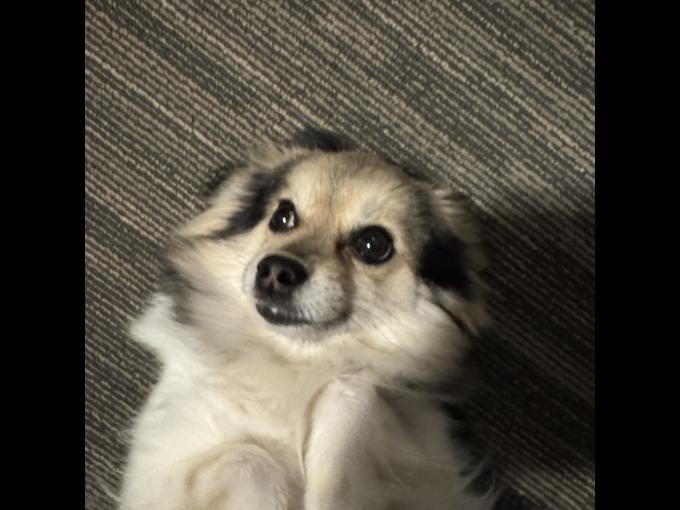 Pomeranian female