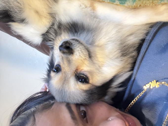 Pomeranian female