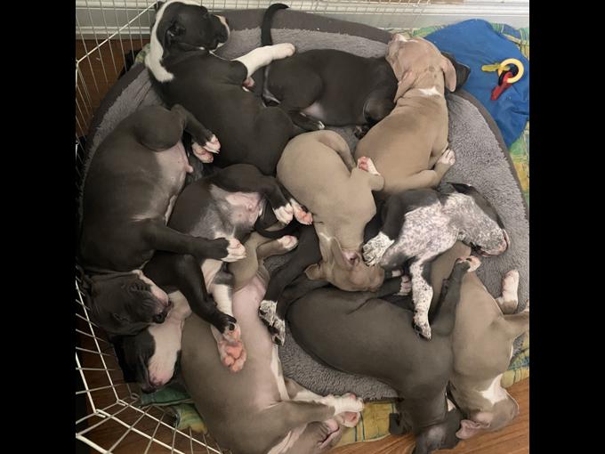 X-Large American Bully