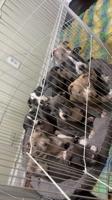 X-Large American Bully