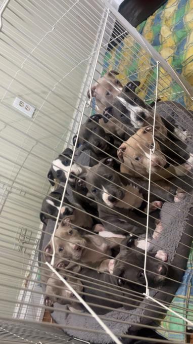 X-Large American Bully