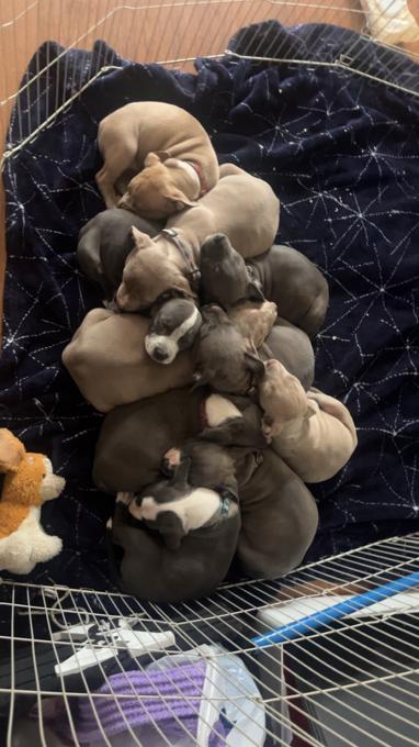 X-Large American Bully