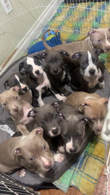 X-Large American Bully
