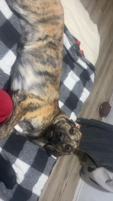 Golden retriever x german Shepard husky