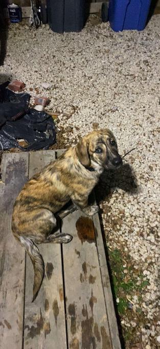 Golden retriever x german Shepard husky